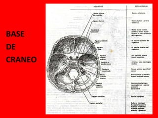 . BASE  DE  CRANEO 