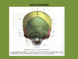 VISTA POSTERIOR . 