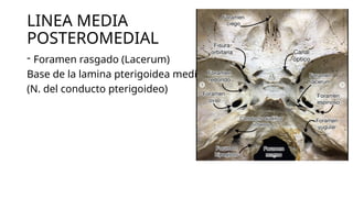 Formane Rasgado Anatomía y Triángulos Quirúrgicos de la Fosa Media de la Base del ...