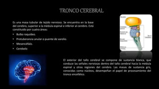 TRONCO CEREBRAL
Es una masa tubular de tejido nervioso. Se encuentra en la base
del cerebro, superior a la médula espinal e inferior al cerebro. Está
constituido por cuatro áreas:
• Bulbo raquídeo.
• Protuberancia anular o puente de varolio.
• Mesencéfalo.
• Cerebelo.
El exterior del tallo cerebral se compone de sustancia blanca, que
conduce las señales nerviosas dentro del tallo cerebral hacia la médula
espinal y otras regiones del cerebro. Las masas de sustancia gris,
conocidas como núcleos, desempeñan el papel de procesamiento del
tronco encefálico.
 