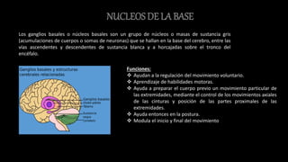 NUCLEOS DE LA BASE
Los ganglios basales o núcleos basales son un grupo de núcleos o masas de sustancia gris
(acumulaciones de cuerpos o somas de neuronas) que se hallan en la base del cerebro, entre las
vías ascendentes y descendentes de sustancia blanca y a horcajadas sobre el tronco del
encéfalo.
Funciones:
 Ayudan a la regulación del movimiento voluntario.
 Aprendizaje de habilidades motoras.
 Ayuda a preparar el cuerpo previo un movimiento particular de
las extremidades, mediante el control de los movimientos axiales
de las cinturas y posición de las partes proximales de las
extremidades.
 Ayuda entonces en la postura.
 Modula el inicio y final del movimiento
 