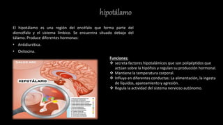 hipotálamo
El hipotálamo es una región del encéfalo que forma parte del
diencéfalo y el sistema límbico. Se encuentra situado debajo del
tálamo. Produce diferentes hormonas:
• Antidiurética.
• Oxitocina.
Funciones:
 secreta factores hipotalámicos que son polipéptidos que
actúan sobre la hipófisis y regulan su producción hormonal.
 Mantiene la temperatura corporal.
 Influye en diferentes conductas: La alimentación, la ingesta
de líquidos, apareamiento y agresión.
 Regula la actividad del sistema nervioso autónomo.
 