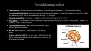 Partes del sistema límbico
 Lóbulo límbico: circunvolución del cuerpo calloso, la circunvolución subcallosa y el giro parahipocampal.
 Formaciones hipocámpicas: hipocampo dorsal (corresponde al indusium griseum) e hipocampo ventral (formado
por la asta de Amón, cuerpo franjeado, giro dentado y el subículo).
 Complejo amigdalino: Corteza peri-amigdalina, núcleo amigdalino y estría terminal.
 Área septal: se halla frente al tálamo, al parecer posee unas neuronas que son centros del orgasmo, una para los
hombres, cuatro para las mujeres.
 Formaciones olfatorias: bulbo, pedúnculo olfatorio, estría
olfatoria y lóbulo piriforme.
 Núcleo: dorso mediano y núcleo anterior del tálamo
óptico.
 Corteza orbitofrontal (COF): es una región del lóbulo frontal
del cerebro relacionada con el procesamiento cognitivo de
la toma de decisiones.
 