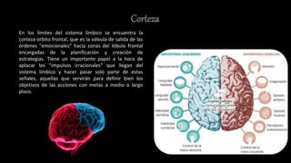 Corteza
En los límites del sistema límbico se encuentra la
corteza orbito frontal, que es la válvula de salida de las
órdenes "emocionales" hacia zonas del lóbulo frontal
encargadas de la planificación y creación de
estrategias. Tiene un importante papel a la hora de
aplacar los "impulsos irracionales" que llegan del
sistema límbico y hacer pasar solo parte de estas
señales, aquellas que servirán para definir bien los
objetivos de las acciones con metas a medio o largo
plazo.
 