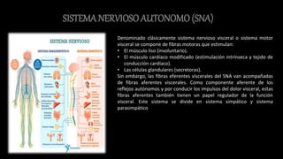 SISTEMA NERVIOSO AUTONOMO (SNA)
Denominado clásicamente sistema nervioso visceral o sistema motor
visceral se compone de fibras motoras que estimulan:
• El músculo liso (involuntario).
• El músculo cardíaco modificado (estimulación intrínseca y tejido de
conducción cardíaco).
• Las células glandulares (secretoras).
Sin embargo, las fibras eferentes viscerales del SNA van acompañadas
de fibras aferentes viscerales. Como componente aferente de los
reflejos autónomos y por conducir los impulsos del dolor visceral, estas
fibras aferentes también tienen un papel regulador de la función
visceral. Este sistema se divide en sistema simpático y sistema
parasimpático
 