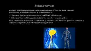 Sistema nervioso
El sistema nervioso es una clasificación de red extensa de estructuras que activa, coordina y
controla todas las funciones corporales. A su vez se dividen en:
• Sistema nervioso central, compuesto por el encéfalo y la médula espinal.
• Sistema nervioso periférico, que consta de nervios craneales y nervios raquídeos.
Estas subdivisiones morfológicas se comunican y combinan para inervar las porciones somáticas y
viscerales del organismo, mediante fibras aferentes y eferentes.
 