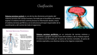 Clasificación
Sistema nervioso central: es una de las dos divisiones principales del
sistema nervioso del cuerpo humano, formado por el encéfalo y la médula
espinal. El sistema nervioso central procesa la información desde y hacia
el sistema nervioso periférico y es la estructura principal responsable de la
coordinación y del control de todo el organismo.
Sistema nervioso periférico: es un conjunto de nervios motores y
sensitivos y ganglios situados fuera del encéfalo y de la médula espinal.
El sistema está formado por 12 pares de nervios craneales, 31 pares de
nervios espinales y sus diversas ramas a los órganos corporales.
 