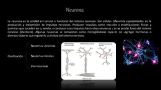 Neurona
La neurona es la unidad estructural y funcional del sistema nervioso. Son células diferentes especializadas en la
producción y transmisión de impulsos nerviosos. Producen impulsos como reacción a modificaciones físicas y
químicas que suceden en su medio, y conducen esos impulsos hacia otras neuronas u otras células fuera del sistema
nervioso (efectores). Algunas neuronas se comportan como microglándulas capaces de segregar hormonas o
diversos factores que regulan la actividad del sistema nervioso.
Clasificación
Neuronas sensitivas
Neuronas motoras
Interneuronas
 
