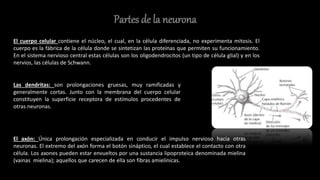 Partes de la neurona
El cuerpo celular contiene el núcleo, el cual, en la célula diferenciada, no experimenta mitosis. El
cuerpo es la fábrica de la célula donde se sintetizan las proteínas que permiten su funcionamiento.
En el sistema nervioso central estas células son los oligodendrocitos (un tipo de célula glial) y en los
nervios, las células de Schwann.
Las dendritas: son prolongaciones gruesas, muy ramificadas y
generalmente cortas. Junto con la membrana del cuerpo celular
constituyen la superficie receptora de estímulos procedentes de
otras neuronas.
El axón: Única prolongación especializada en conducir el impulso nervioso hacia otras
neuronas. El extremo del axón forma el botón sináptico, el cual establece el contacto con otra
célula. Los axones pueden estar envueltos por una sustancia lipoproteica denominada mielina
(vainas mielina); aquellos que carecen de ella son fibras amielínicas.
 