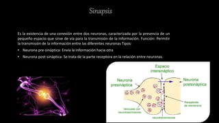 Sinapsis
Es la existencia de una conexión entre dos neuronas, caracterizada por la presencia de un
pequeño espacio que sirve de vía para la transmisión de la información. Función: Permitir
la transmisión de la información entre las diferentes neuronas Tipos:
• Neurona pre-sináptica: Envía la información hacia otra
• Neurona post-sináptica: Se trata de la parte receptora en la relación entre neuronas.
 
