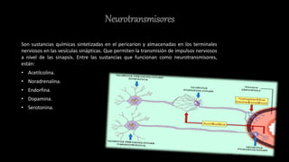 Neurotransmisores
Son sustancias químicas sintetizadas en el pericarion y almacenadas en los terminales
nerviosos en las vesículas sinápticas. Que permiten la transmisión de impulsos nerviosos
a nivel de las sinapsis. Entre las sustancias que funcionan como neurotransmisores,
están:
• Acetilcolina.
• Noradrenalina.
• Endorfina.
• Dopamina.
• Serotonina.
 