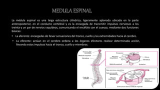 MEDULA ESPINAL
La médula espinal es una larga estructura cilíndrica, ligeramente aplanada ubicada en la parte
anteroposterior, en el conducto vertebral y es la encargada de transmitir impulsos nerviosos a los
treinta y un par de nervios raquídeos, comunicando el encéfalo con el cuerpo, mediante dos funciones
básicas:
• La aferente: encargadas de llevar sensaciones del tronco, cuello y las extremidades hacia el cerebro.
• La eferente: actúan en el cerebro ordena a los órganos efectores realizar determinada acción,
llevando estos impulsos hacia el tronco, cuello y miembros.
 