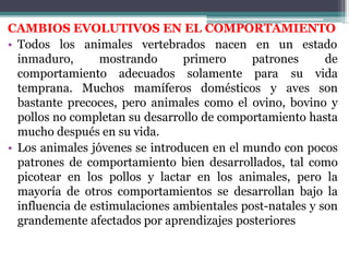CAMBIOS EVOLUTIVOS EN EL COMPORTAMIENTO
• Todos los animales vertebrados nacen en un estado
inmaduro, mostrando
comportamiento adecuados
primero patrones
solamente para
temprana. Muchos mamíferos domésticos y
de
su vida
aves son
bastante precoces, pero animales como el ovino, bovino y
pollos no completan su desarrollo de comportamiento hasta
mucho después en su vida.
• Los animales jóvenes se introducen en el mundo con pocos
patrones de comportamiento bien desarrollados, tal como
picotear en los pollos y lactar en los animales, pero la
mayoría de otros comportamientos se desarrollan bajo la
influencia de estimulaciones ambientales post-natales y son
grandemente afectados por aprendizajes posteriores
 