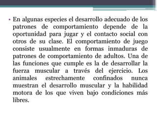 • En algunas especies el desarrollo adecuado de los
patrones de comportamiento depende de la
oportunidad para jugar y el contacto social con
otros de su clase. El comportamiento de juego
consiste usualmente en formas inmaduras de
patrones de comportamiento de adultos. Una de
las funciones que cumple es la de desarrollar la
fuerza muscular a través del ejercicio. Los
animales estrechamente confinados nunca
muestran el desarrollo muscular y la habilidad
motora de los que viven bajo condiciones más
libres.
 