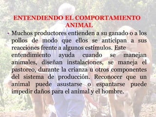 ENTENDIENDO EL COMPORTAMIENTO
ANIMAL
• Muchos productores entienden a su ganado o a los
pollos de modo que ellos se anticipan a sus
reacciones frente a algunos estímulos. Este
entendimiento ayuda cuando
animales, diseñan instalaciones,
se manejan
se maneja el
pastoreo, durante la crianza u otros componentes
del sistema de producción. Reconocer que un
animal puede asustarse o espantarse puede
impedir daños para el animal y el hombre.
 