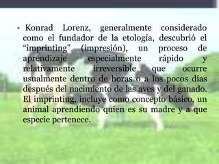 • Konrad Lorenz, generalmente considerado
como el fundador de la etología, descubrió el
proceso de
rápido y
“imprinting”
aprendizaje
relativamente
(impresión), un
especialmente
irreversible que ocurre
usualmente dentro de horas o a los pocos días
después del nacimiento de las aves y del ganado.
El imprinting, incluye como concepto básico, un
animal aprendiendo quien es su madre y a que
especie pertenece.
 