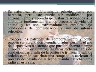 • Su naturaleza es determinada principalmente por
herencia, pero este puede ser modificado por
entrenamiento y aprendizaje. Están relacionados a la
anatomía fundamental y a los procesos de vida del
animal y así son extremadamente estables bajo
condiciones de domesticación y aún de intensa
selección.
• Conocer los patrones de comportamiento y como
pueden ser aprendidos o condicionados, permite el uso
de dispositivos o sistemas que pueden ahorrar tiempo
al operador. Por ejemplo, las vacas lecheras han sido
condicionadas a salir de la pastura e ir hacia la sala de
ordeño cuando escuchan una campana, o aceleran el
proceso de bajada de la leche cuando escuchan una
radio en esta sala.
 