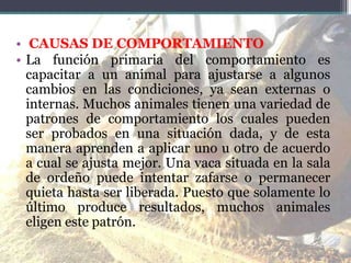 • CAUSAS DE COMPORTAMIENTO
• La función primaria del comportamiento es
capacitar a un animal para ajustarse a algunos
cambios en las condiciones, ya sean externas o
internas. Muchos animales tienen una variedad de
patrones de comportamiento los cuales pueden
ser probados en una situación dada, y de esta
manera aprenden a aplicar uno u otro de acuerdo
a cual se ajusta mejor. Una vaca situada en la sala
de ordeño puede intentar zafarse o permanecer
quieta hasta ser liberada. Puesto que solamente lo
último produce resultados, muchos animales
eligen este patrón.
 