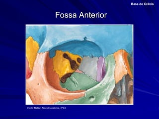 Fossa Anterior
Base do Crânio
Fonte: Netter, Atlas de anatomia, 6ª Ed.
 