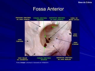 Fossa Anterior
Base do Crânio
Fonte: Anatpat .unicamp.br. Acessado em 14/06/2015
 