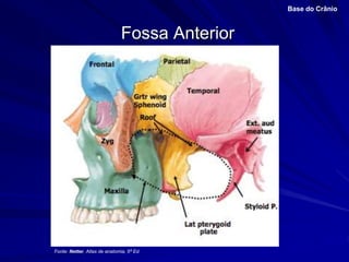 Fossa Anterior
Base do Crânio
Fonte: Netter, Atlas de anatomia, 6ª Ed.
 