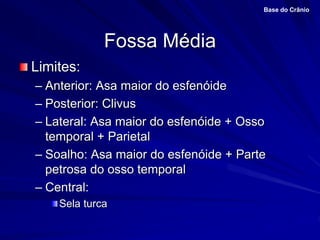 Fossa Média
Limites:
– Anterior: Asa maior do esfenóide
– Posterior: Clivus
– Lateral: Asa maior do esfenóide + Osso
temporal + Parietal
– Soalho: Asa maior do esfenóide + Parte
petrosa do osso temporal
– Central:
Sela turca
Base do Crânio
 