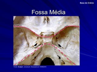 Fossa Média
Base do Crânio
Fonte: Anatpat .unicamp.br. Acessado em 14/06/2015
 