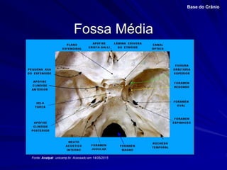Fossa Média
Base do Crânio
Fonte: Anatpat .unicamp.br. Acessado em 14/06/2015
 