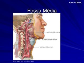 Fossa Média
Base do Crânio
Fonte: Netter, Atlas de anatomia, 6ª Ed.
 