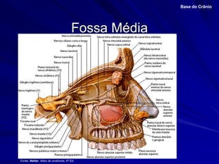 Fossa Média
Base do Crânio
Fonte: Netter, Atlas de anatomia, 6ª Ed.
 