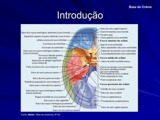 Introdução
Base do Crânio
Fonte: Netter, Atlas de anatomia, 6ª Ed.
 