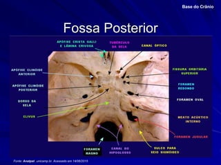Fossa Posterior
Base do Crânio
Fonte: Anatpat .unicamp.br. Acessado em 14/06/2015
 