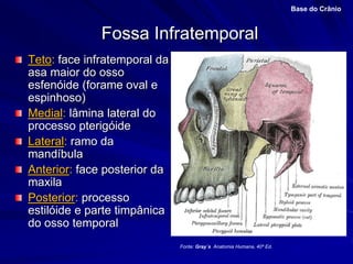 Fossa Infratemporal
Base do Crânio
Fonte: Gray´s Anatomia Humana, 40ª Ed.
Teto: face infratemporal da
asa maior do osso
esfenóide (forame oval e
espinhoso)
Medial: lâmina lateral do
processo pterigóide
Lateral: ramo da
mandíbula
Anterior: face posterior da
maxila
Posterior: processo
estilóide e parte timpânica
do osso temporal
 