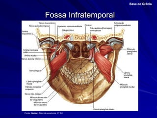Fossa Infratemporal
Base do Crânio
Fonte: Netter, Atlas de anatomia, 6ª Ed.
 
