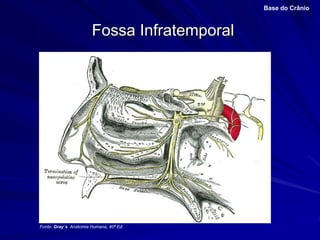 Fossa Infratemporal
Base do Crânio
Fonte: Gray´s Anatomia Humana, 40ª Ed.
 