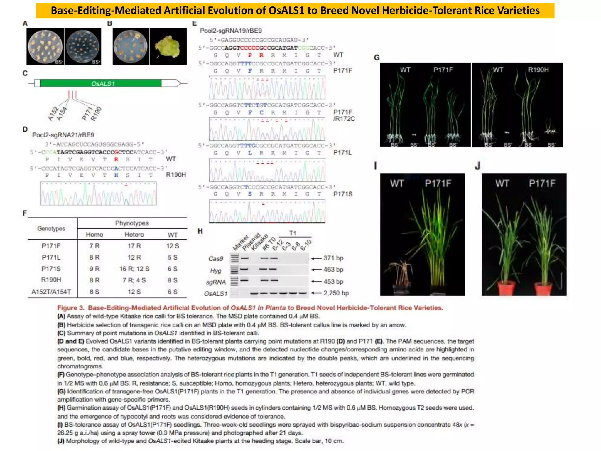 Base-Editing-Mediated Artificial Evolution of OsALS1 to Breed Novel Herbicide-Tolerant Rice Varieties
 