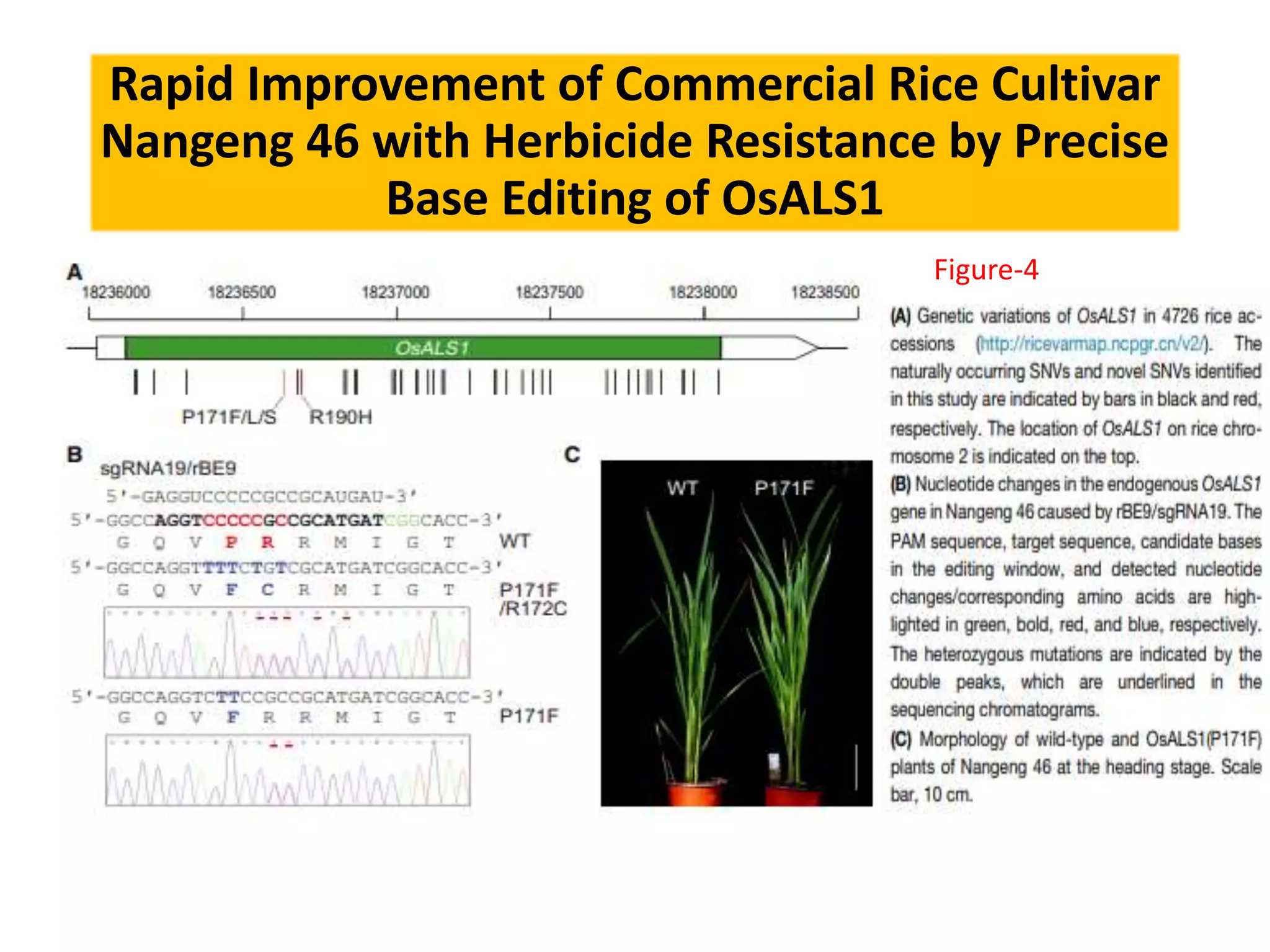 Rapid Improvement of Commercial Rice Cultivar
Nangeng 46 with Herbicide Resistance by Precise
Base Editing of OsALS1
Figure-4
 