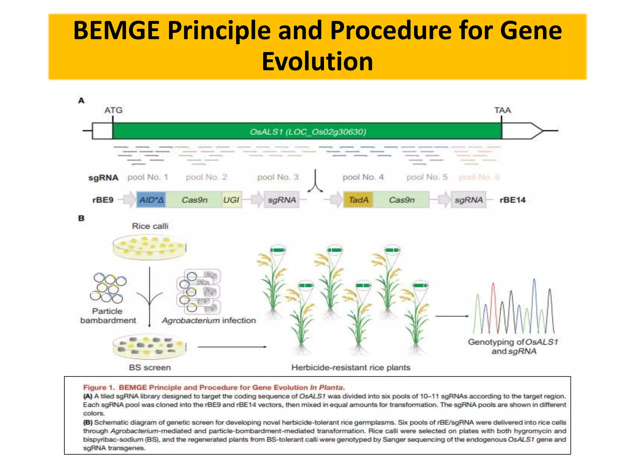 BEMGE Principle and Procedure for Gene
Evolution
 