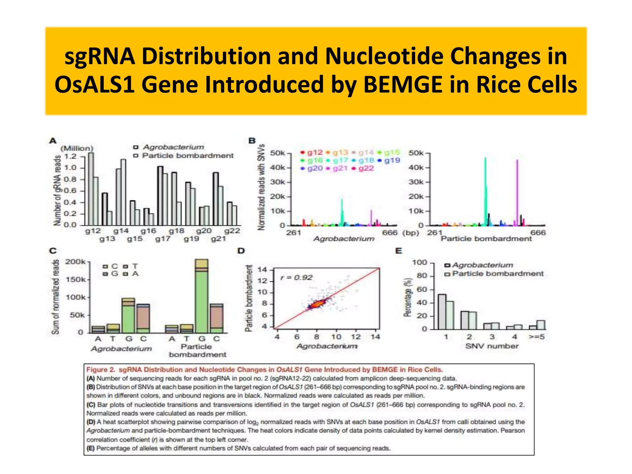 sgRNA Distribution and Nucleotide Changes in
OsALS1 Gene Introduced by BEMGE in Rice Cells
 