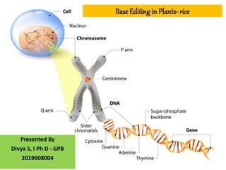 Base Editingin Plants- rice
Presented By
Divya S, I Ph D - GPB
2019608004
 