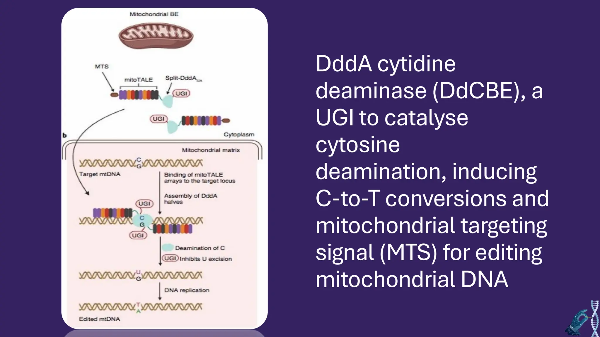 DddA cytidine
deaminase (DdCBE), a
UGI to catalyse
cytosine
deamination, inducing
C-to-T conversions and
mitochondrial targeting
signal (MTS) for editing
mitochondrial DNA