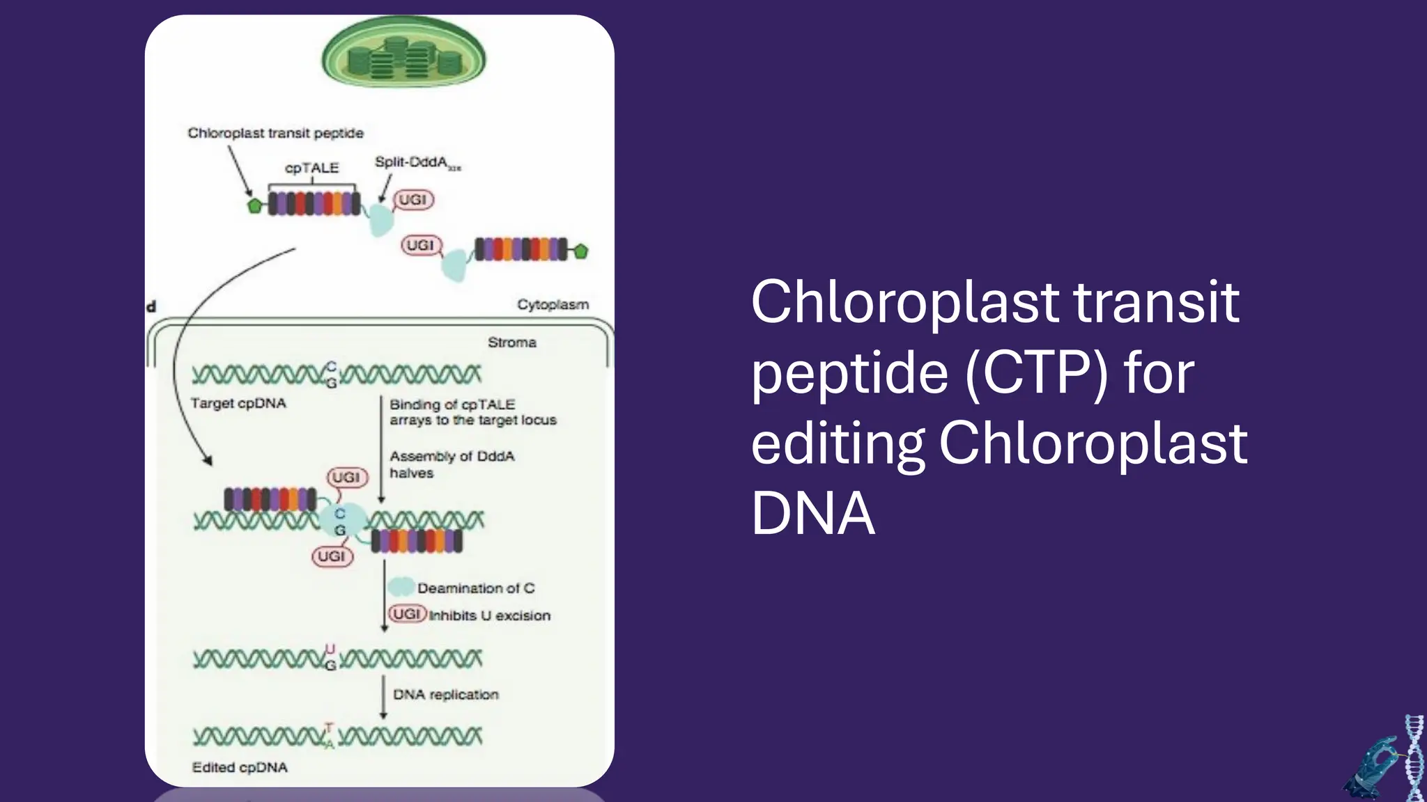 Chloroplast transit
peptide (CTP) for
editing Chloroplast
DNA
