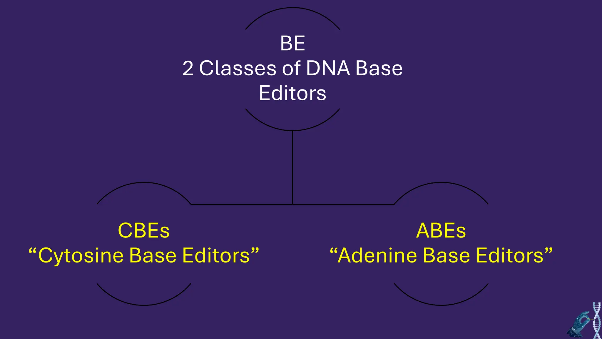 BE
2 Classes of DNA Base
Editors
CBEs
“Cytosine Base Editors”
ABEs
“Adenine Base Editors”