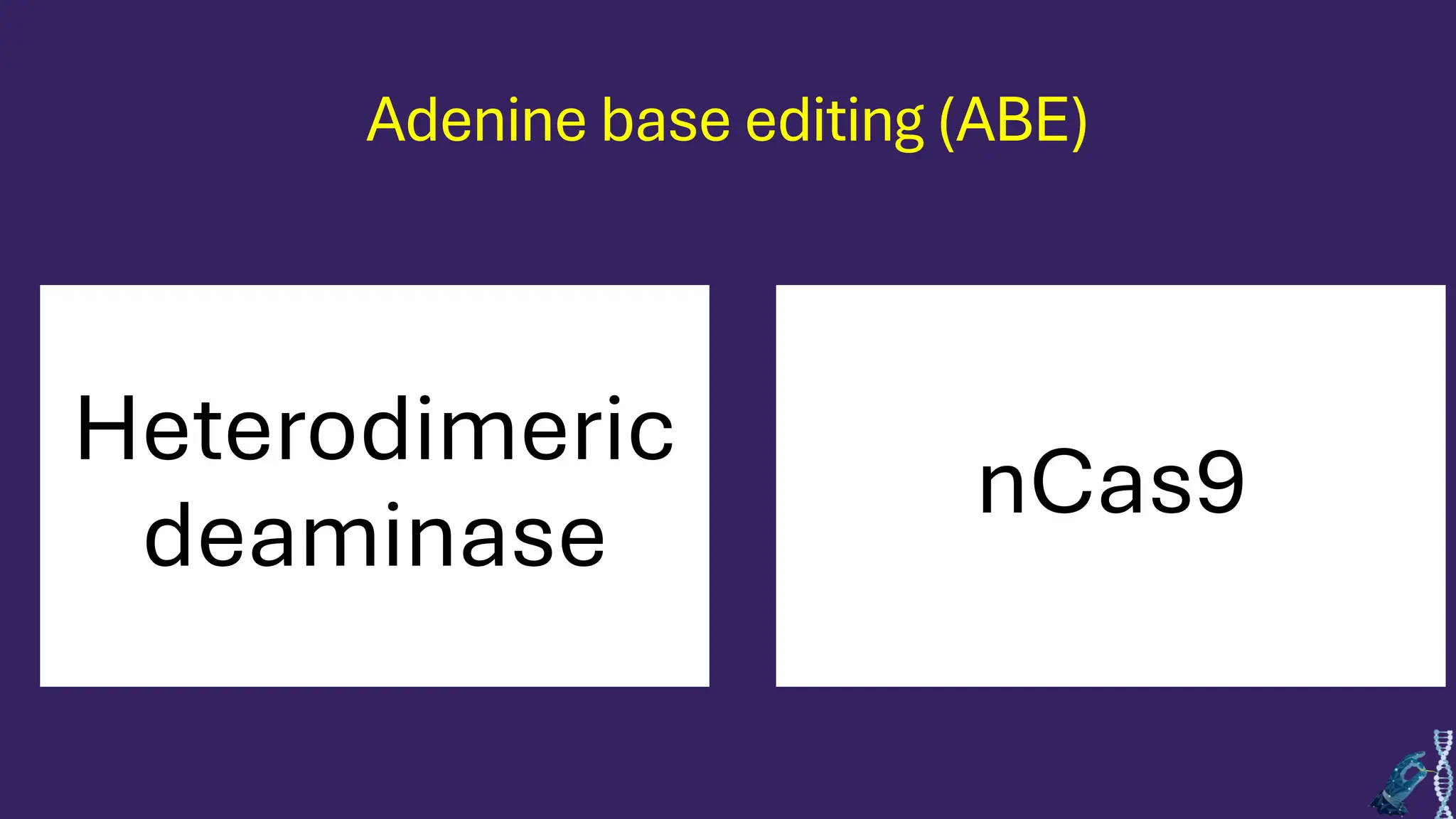 Adenine base editing (ABE)
Heterodimeric
deaminase
nCas9
