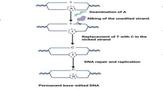 Base editing, prime editing, Cas13 & RNA editing and organelle base ...