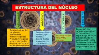 BASE ESTRUCTURAL Y FUNCIONAL DE LOS SERES VIVOS 2.pptx