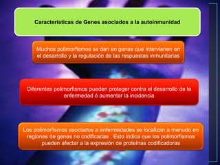 Características de Genes asociados a la autoinmunidad 
Muchos polimorfismos se dan en genes que intervienen en 
el desarrollo y la regulación de las respuestas inmunitarias 
Diferentes polimorfismos pueden proteger contra el desarrollo de la 
enfermedad ó aumentar la incidencia 
Los polimorfismos asociados a enfermedades se localizan a menudo en 
regiones de genes no codificadas . Esto indica que los polimorfismos 
pueden afectar a la expresión de proteínas codificadoras 
 