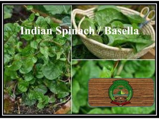 Indian Spinach / Basella
 