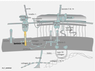 Basement membrane | PPT