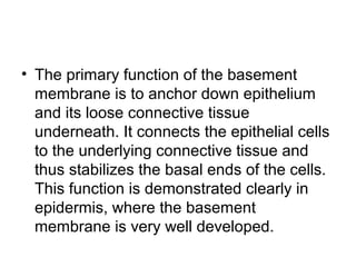 Basement membrane | PPT
